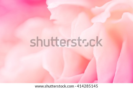 Rose flower in soft pastel color and blur style for background