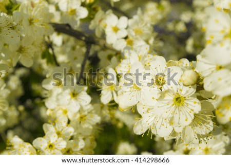 cherry blossoms in early spring
