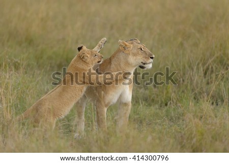 Lioness - With Playful Cub (Panthera leo)