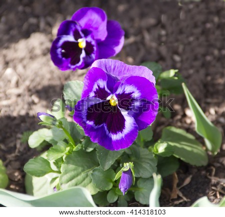 Pansies in the flower bed