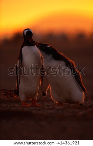 Feeding scene in the orange light. Young gentoo penguin begging food beside adult parent, Antarctica.