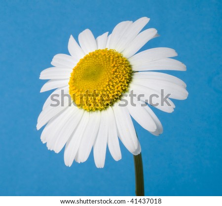 one alone chamomile head close up on background blue sky