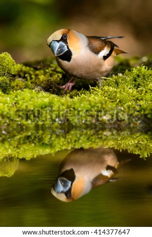 Hawfinch Coccothraustes at the water Russia