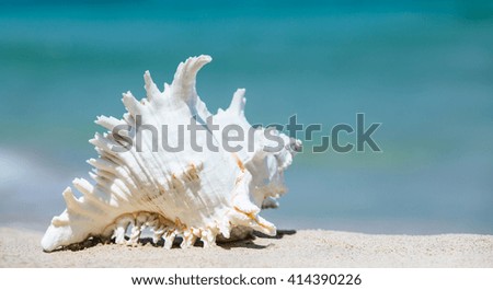 Seashells and sand background. Summer beach sea background. 