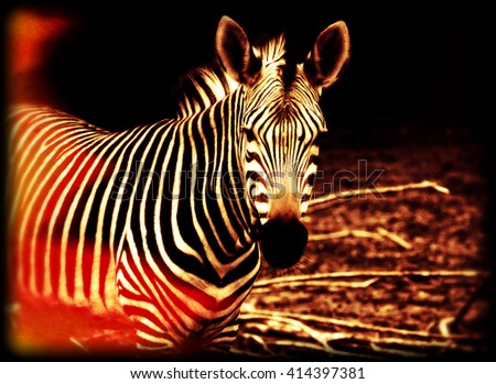 Beautiful african zebra. Creative artwork of South African wildlife. Exotic image of african safari & wild animals during travel to Africa. Amazing unique photo of plains zebra. Stylish vintage design