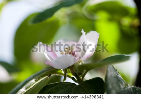 Quince tree flower with natural background and soft focus. High resolution and quality