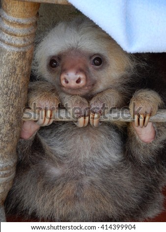 two- toed sloth (Choloepus)