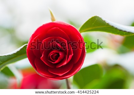 Closeup of Pink red roses outdoors in a garden