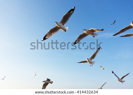 Group of birds flying at sunset.