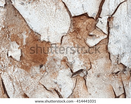 Background texture of tree bark.