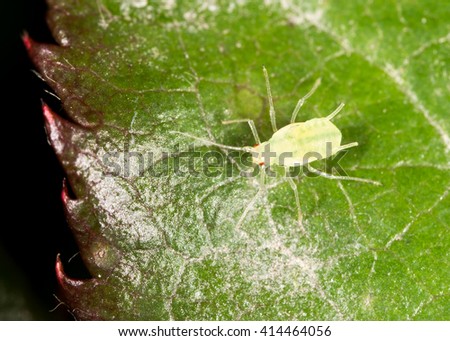 aphids on the plant. macro