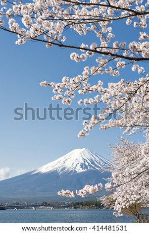 Fuji Sakura Kawaguchiko