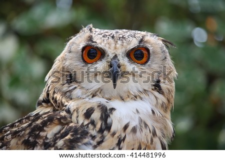 Rock Eagle Owl,Bubo bengalensis