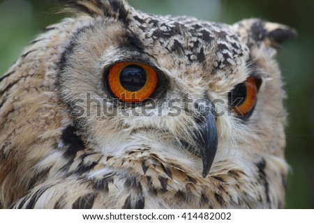 Rock Eagle Owl,Bubo bengalensis