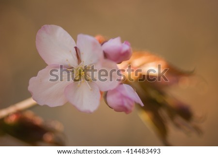 Cherry blossom or  Sakura flower