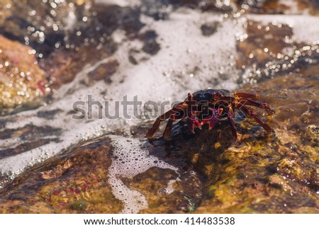 Wet sea crab on the stone on a sunny summer day