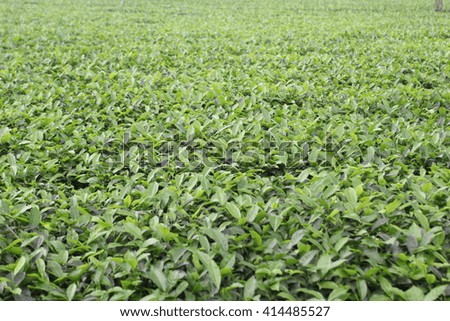 Green tea leaf in the field, selective focus