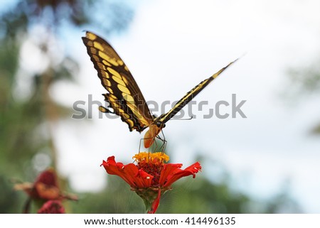 Heraclides thoas brasiliensis Butterfly Feeding on Flower 