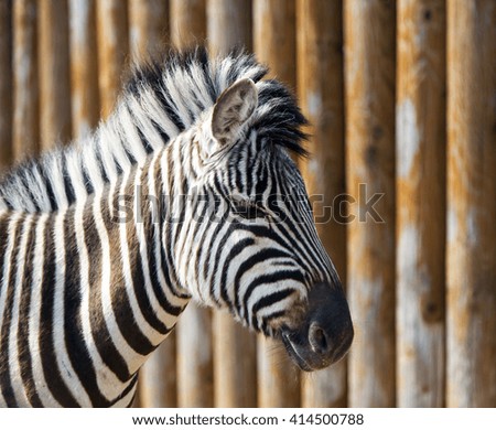 Striped zebra in a zoo. A background - a wall from wooden logs.