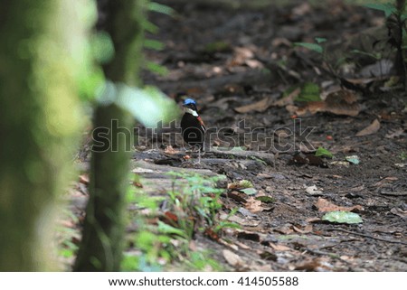 Blue-headed pitta (Hydrornis baudii) male in Borneo Royalty-Free Stock Photo #414505588