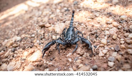 Scorpion in garden.