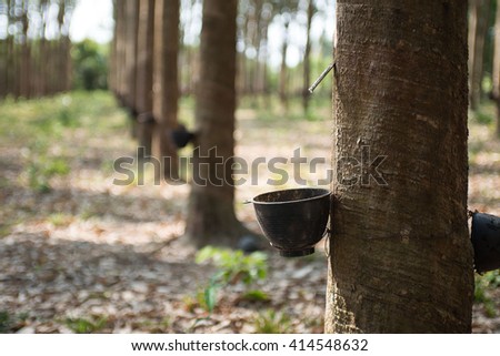 rubber tree with a cup for latex