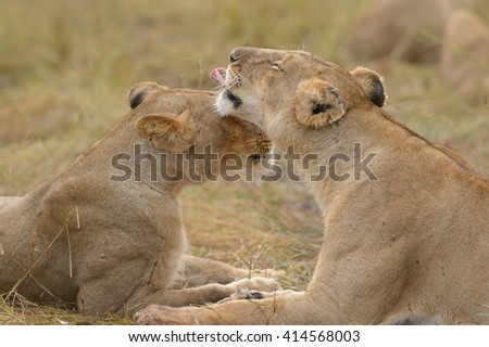 Lion - Just for licks (Panthera leo)