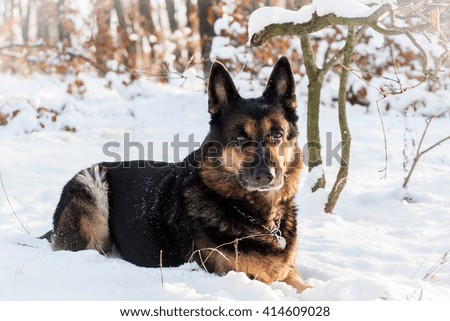 German shepherd dog lying in the snow near the forest