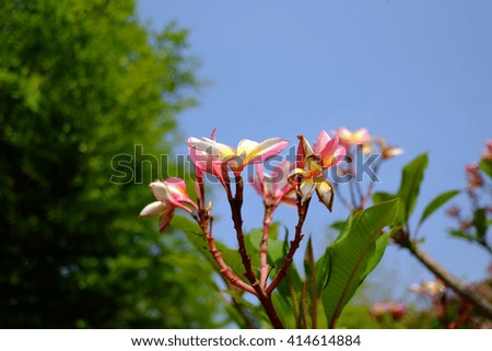 Branch of tropical pink flowers frangipani (plumeria)with blues ky and leaves background
