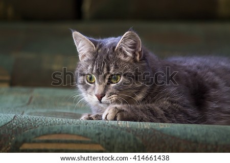 beautiful grey cat on the couch