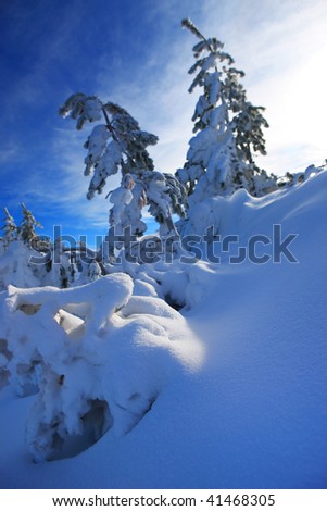 tree with snow dress in mountain