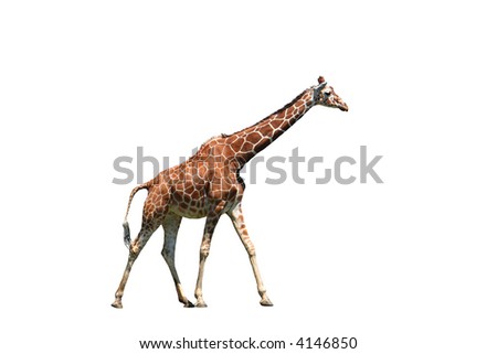 Isolated giraffe over white background