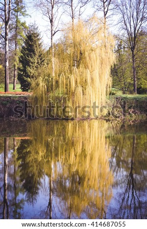 Willow on the river in the spring with filter