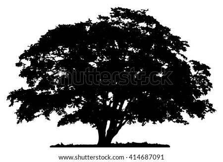 Tree silhouette on white background. 