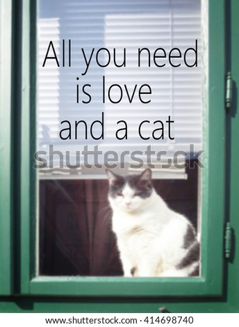 All you need is love and a cat, motivation, quotes, poster, cat                            