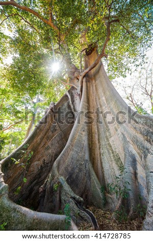Ecology concept: giant banyan mahogany tree in forest of Lombok island, Indonesia