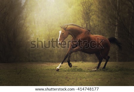Stallion horse Brown louse runs on a grass near a forest at sunset
