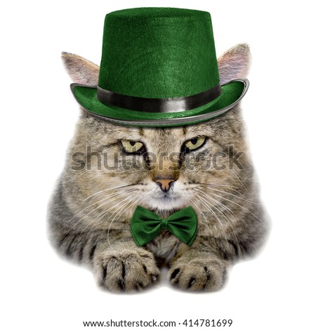 cat in a green hat and tie butterfly isolated on white background