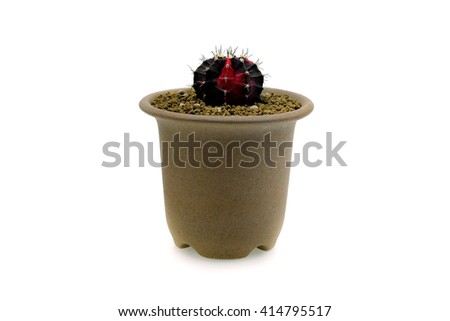 cactus in a pot isolated on white background.