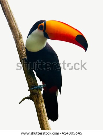 The  Toucan Toco sitting on a branch isolated on white. The toco toucan (Ramphastos toco), also known as the common toucan or toucan, It is found in a large part of central and eastern South America.