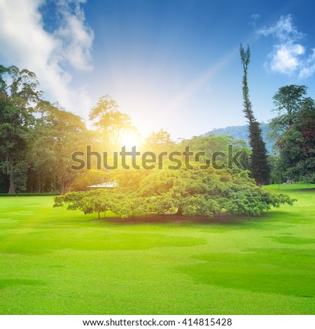 summer park with beautiful green lawns