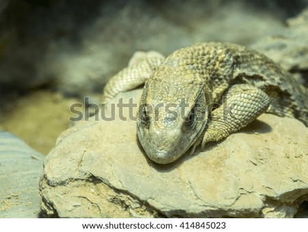 Savanna monitor Reptile Portrait, selective focus