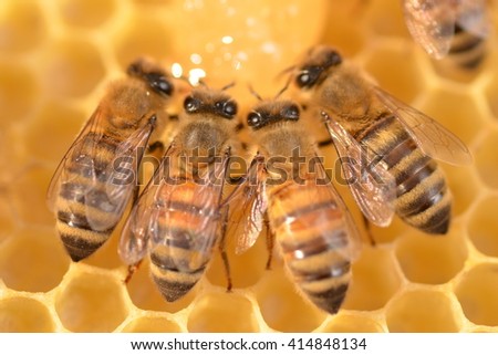 closeup of bees on honeycomb in apiary 
