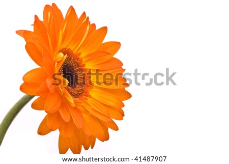 Orange gerber flower on white background