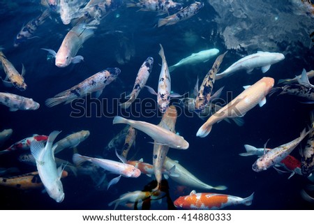 Many kind of fish in water