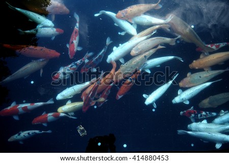 Many kind of fish in water