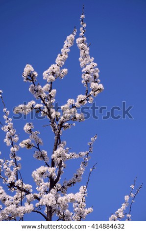 Branches with lots of white flowers on a background of blue sky