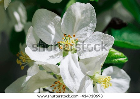 Apple macro flowers blossom in spring sunny day, on blurred 
background