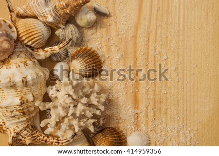 Shells and coral on a wooden background. Summer time background.