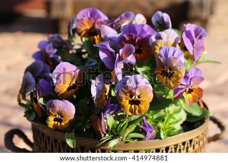 very interesting color pansy flowers in vintage old  copper flowerpot in the garden, sunny and warm day